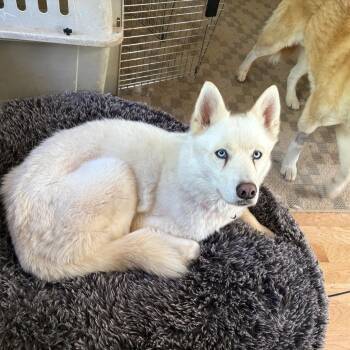 Willo -  Siberian Husky Dog for Adoption in Carol Stream, Illinois - Willo | PetCurious