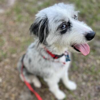 Aussiedoodle Dogs Available for Adoption in Alafaya, Florida - Sky | PetCurious