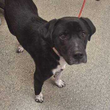 Labrador Retriever and Great Pyrenees Dogs Available for Adoption - Frances | PetCurious