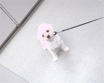 TUNDRA -  Maltese and Mixed Breed Dog for Adoption in Omaha, Nebraska - TUNDRA | PetCurious