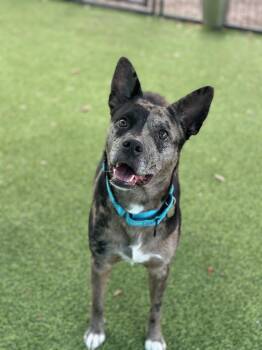 Misha -  Cattle Dog Dog for Adoption in Lakeland, Florida - Misha | PetCurious