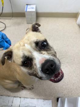 American Bulldog Dogs Available for Adoption in Grants Pass, Oregon - Maggie | PetCurious