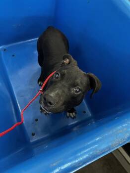 ROXY -  Mixed Breed Dog for Adoption in Dallas, Texas - ROXY | PetCurious
