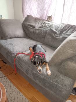 Zeus -  Chihuahua Dog for Adoption in Kingston, Massachusetts - Zeus | PetCurious
