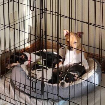 Mario -  Rat Terrier and Beagle Dog for Adoption in Coos Bay, Oregon - Mario | PetCurious