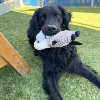 Curly -  Curly Coated Retriever and Mixed Breed Dog for Adoption in Long Beach, California - Curly | PetCurious