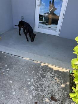 Rescue Mixed Breed Dogs for Adoption in Palmetto, Florida - A131572 | PetCurious
