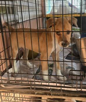 Labrador Retriever Dogs Available for Adoption - Darwin | PetCurious