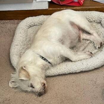 Brady -  Wirehaired Terrier and Terrier Dog for Adoption in Kennebunk, Maine - Brady | PetCurious