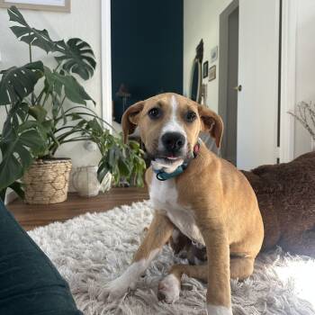 Shepherd and Labrador Retriever Dogs Available for Adoption in San Diego, California - Stafford | PetCurious