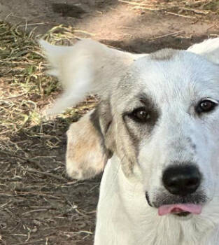 Rescue Great Pyrenees and Anatolian Shepherd Dogs for Adoption in Emory, Texas - Misty | PetCurious