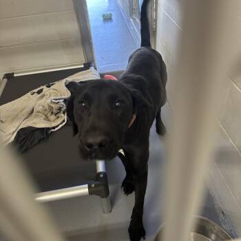 Gravy -  Black Labrador Retriever and Mixed Breed Dog for Adoption in Morganton, North Carolina - Gravy | PetCurious