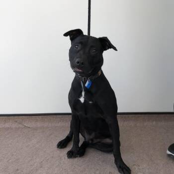 Wally -  Pit Bull Terrier Dog for Adoption in Brentwood, Missouri - Wally | PetCurious