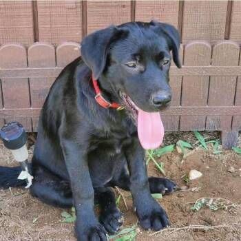 Ellie -  Labrador Retriever Dog for Adoption in Barnhart, Missouri - Ellie | PetCurious