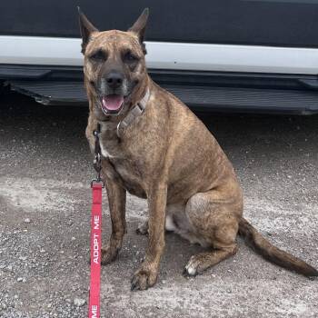 NICO - Paws Behind Bars Trained -  German Shepherd Dog Dog for Adoption in La Grange, Kentucky - NICO - Paws Behind Bars Trained | PetCurious