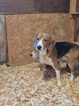 B1 Troy -  Beagle Dog Available for Adoption in Ashland, Wisconsin - B1 Troy | PetCurious