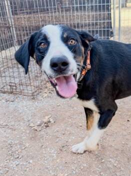 Jasper -  Bernese Mountain Dog and Australian Shepherd Dog for Adoption in Marble Falls, Texas - Jasper | PetCurious
