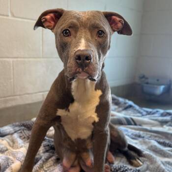 Waddles -  Pit Bull Terrier Dog for Adoption in Fairfax Station, Virginia - Waddles | PetCurious