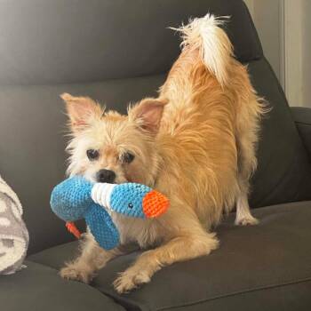 Izzy -  Terrier and Mixed Breed Dog for Adoption in Houston, Texas - Izzy | PetCurious