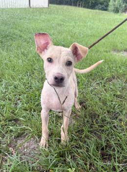 Iggy- Hoping to be chosen. -  Mixed Breed Dog for Adoption in Conway, South Carolina - Iggy- Hoping To Be Chosen. | PetCurious