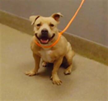 Rescue Pit Bull Terrier Dogs for Adoption in Las Vegas, Nevada - KOKO | PetCurious