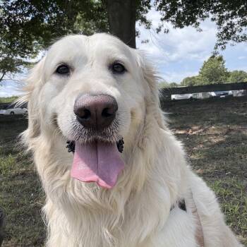 Kobe -  Golden Retriever Dog for Adoption in Warwick, Rhode Island - Kobe | PetCurious