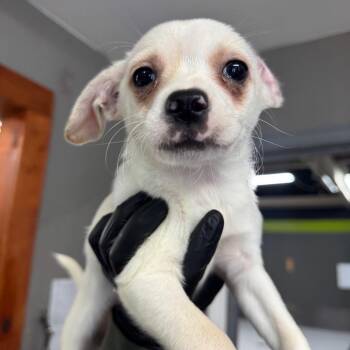 Pug and Mixed Breed Dogs Available for Adoption in Tacoma, Washington - Nate | PetCurious
