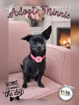 Chihuahua Dogs Available for Adoption in Orange, California - Minnie | PetCurious