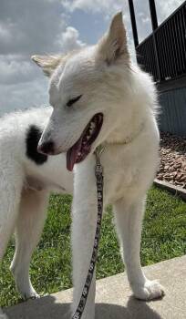 Karma -  Siberian Husky and Great Pyrenees Dog for Adoption in Liverpool, Texas - Karma | PetCurious