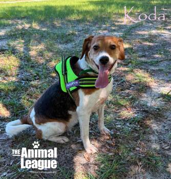 Koda -  Beagle Dog for Adoption in Groveland, Florida - Koda | PetCurious