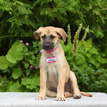 Ayrshire -  Retriever Dog for Adoption in Wake Forest, North Carolina - Ayrshire | PetCurious