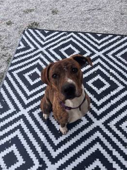 Rescue Boxer Dogs for Adoption in Rutherfordton, North Carolina - Rascal (Courtesy Post) | PetCurious