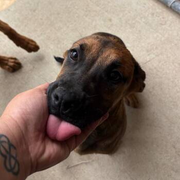 Paisley -  Labrador Retriever Dog for Adoption in Birmingham, Alabama - Paisley | PetCurious