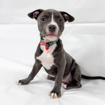 1075 (2026) Jolene -  Pit Bull Terrier and Mixed Breed Dog for Adoption in Parker, Colorado - 1075 (2026) Jolene | PetCurious