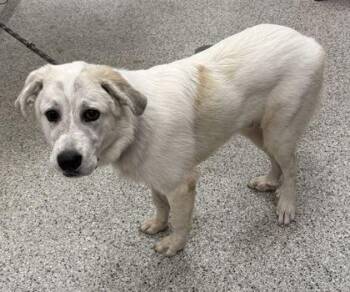 Sherwin -  Great Pyrenees and Mixed Breed Dog for Adoption in Kansas City, Missouri - Sherwin | PetCurious