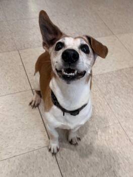 Jack Russell Terrier and Dachshund Dogs Available for Adoption in Key West, Florida - Bugsy | PetCurious