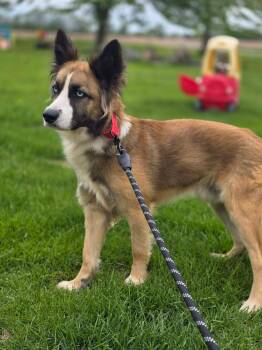 German Shepherd Dog Dogs Available for Adoption in New London, Wisconsin - Matthew | PetCurious