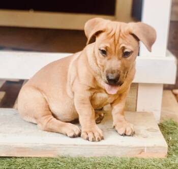 Striper -  Mixed Breed Dog for Adoption - Striper | PetCurious