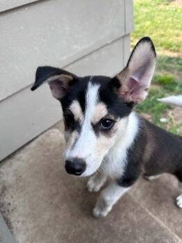Butterball -  Husky Dog for Adoption in Grand Rapids, Michigan - Butterball | PetCurious