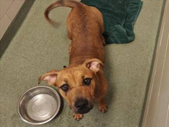 A176691 -  Mixed Breed Dog for Adoption in Santa Fe, New Mexico - A176691 | PetCurious