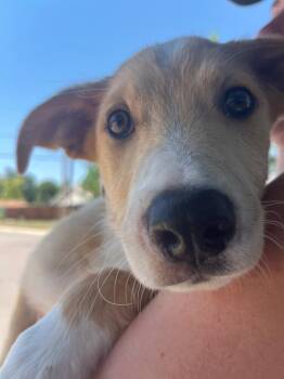 Pancake Junior -  Retriever and Cattle Dog Dog for Adoption in Fort Lupton, Colorado - Pancake Junior | PetCurious