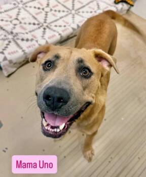 UNO -  American Staffordshire Terrier and Boxer Dog for Adoption in Gilberts, Illinois - UNO | PetCurious