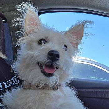 Dori -  Cairn Terrier Dog for Adoption in Fullerton, California - Dori | PetCurious