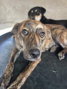 Vera -  Plott Hound and Pit Bull Terrier Dog for Adoption in West Memphis, Arkansas - Vera | PetCurious