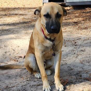 Rescue German Shepherd Dog and Cattle Dog Dogs for Adoption in Livingston, Texas - Milo | PetCurious