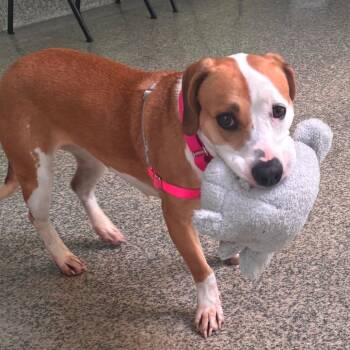June -  Beagle and Mixed Breed Dog for Adoption in Falls Church, Virginia - June | PetCurious