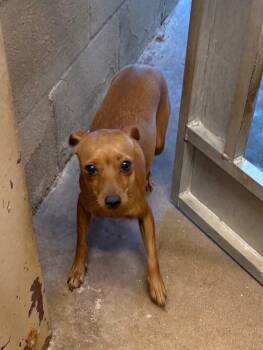 PJ -  Miniature Pinscher Dog for Adoption in Blue Springs, Missouri - PJ | PetCurious