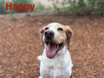 Rescue English Cocker Spaniel and Mixed Breed Dogs for Adoption in Albuquerque, New Mexico - HAPPY | PetCurious