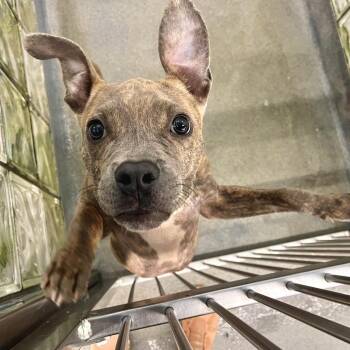 Uggy -  Mixed Breed Dog for Adoption in Pittsburgh, Pennsylvania - Uggy | PetCurious