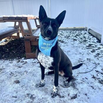 Sheba -  Australian Cattle Dog Blue Heeler and American Staffordshire Terrier Dog for Adoption in Logan, Utah - Sheba | PetCurious